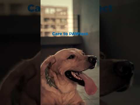 Bajaj Allianz General Insurance launches new insurance policy for Pet Dogs, unveils a digital campaign titled ‘Caringly Paws’