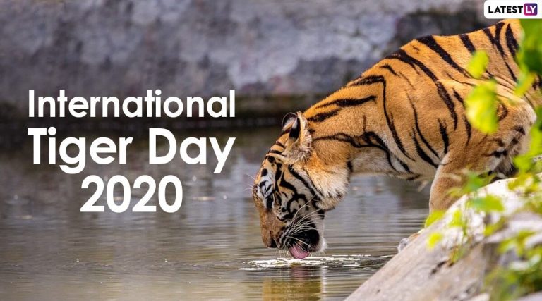 Importance of International Tiger Day: All we need to know
