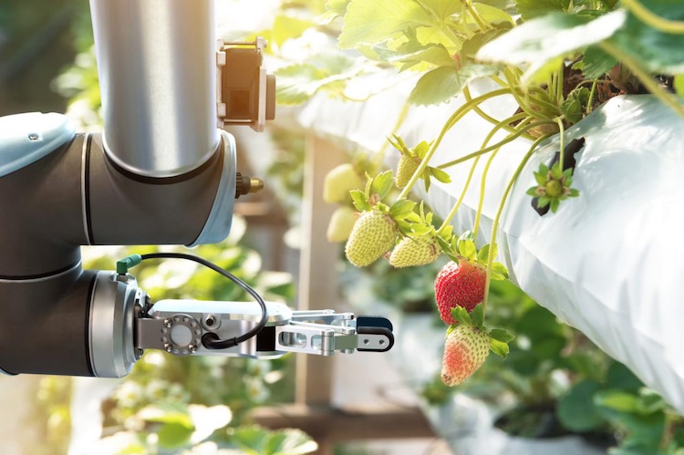AI & ML in the Food and Beverage Industry
