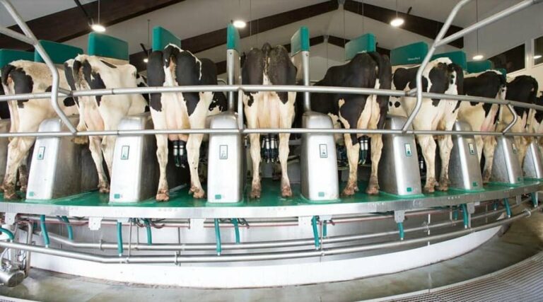 Robotic Milking: A process that is helping dairy farms progress