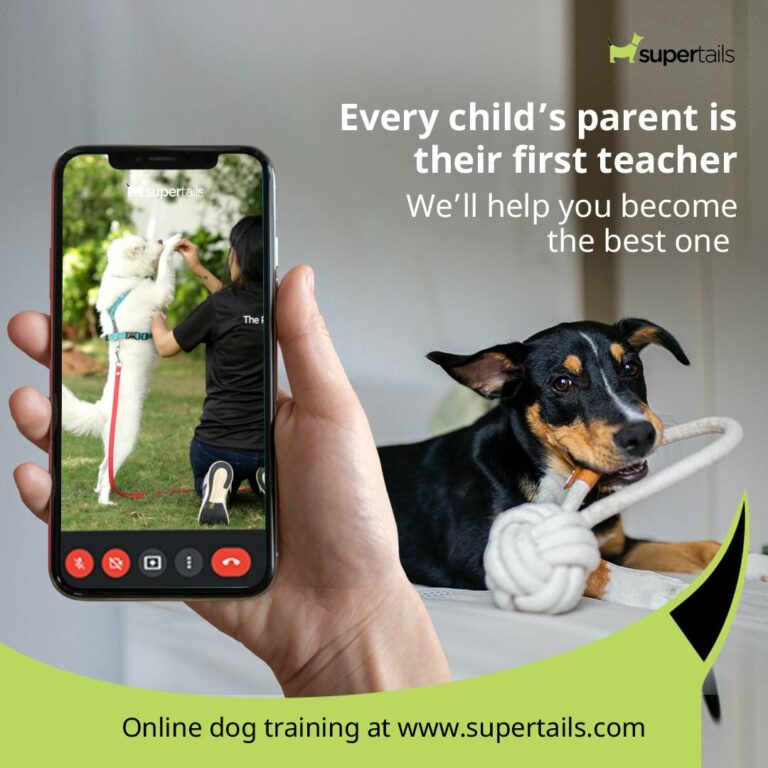 Supertails.com introduces pet training services for pet parents on this Teacher’s Day