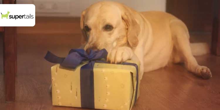 Supertails launches a pet gift box