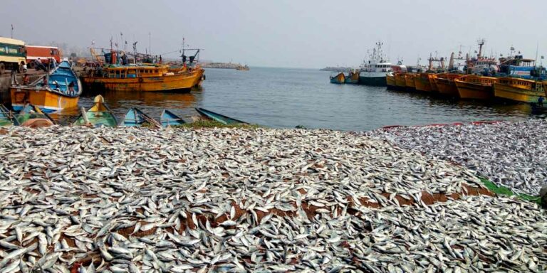 Fishery subsidy: New WTO text tilted in favour of developed nations
