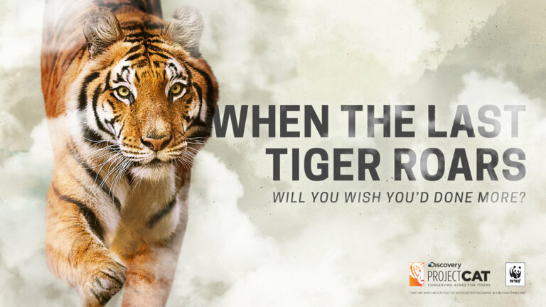 Samsung and discovery awareness programme to protect tigers