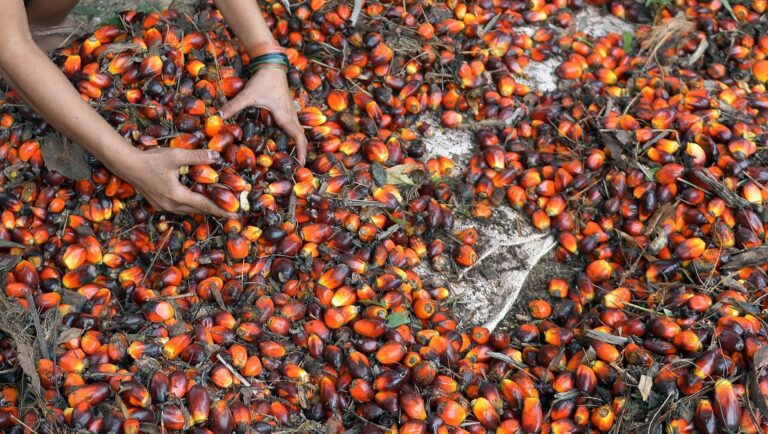 India’s palm oil imports fell by more than 29%