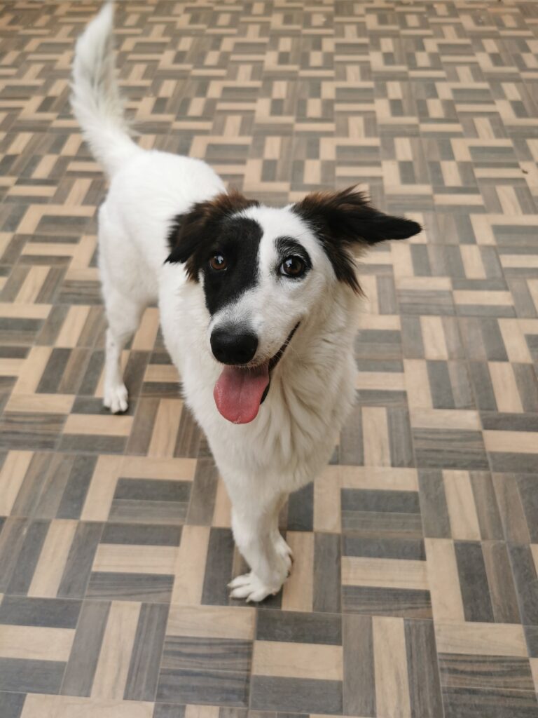 Adopted from Blue Cross of Hyderabad, Indie dog, Maya, gets a forever home at the MARS Petcare office