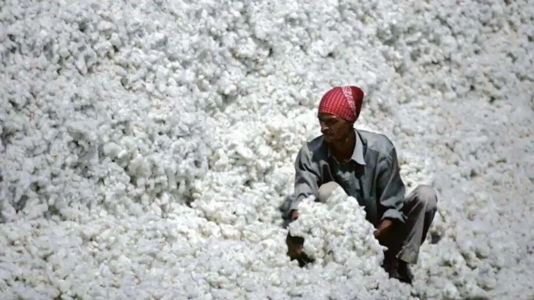 Govt Plans Key Reforms As Surplus Cotton Narrows