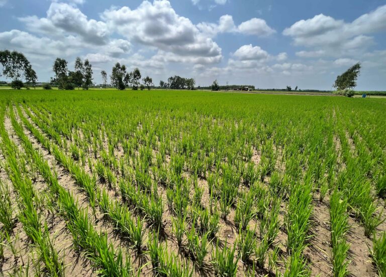 Direct Seeded Rice Field