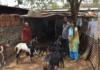 ACC creates sustainable livelihood through goat rearing around its Chanda Cement Works 