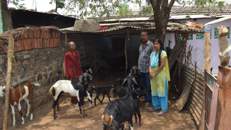 ACC creates sustainable livelihood through goat rearing around its Chanda Cement Works 