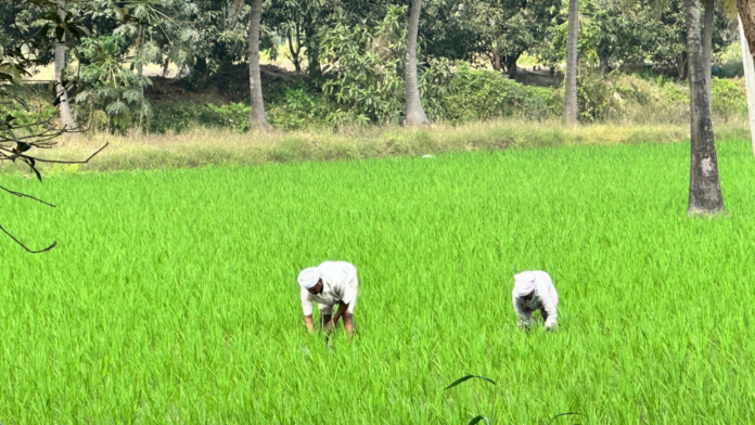 nurture.farm kickstarts its Sustainable Rice Program for Rabi'23, leading the transition to Sustainable Agriculture Practices